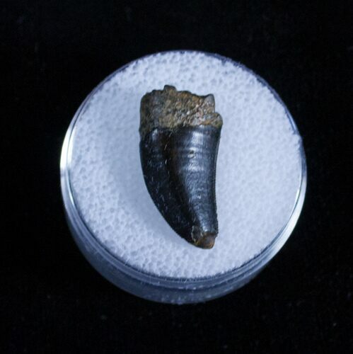 Inch Nanotyrannus Tooth #3141